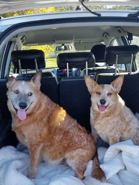 Tassie's Pawfect Pairs | Leanne Winfield: Our Red Heelers Luca and Elliott