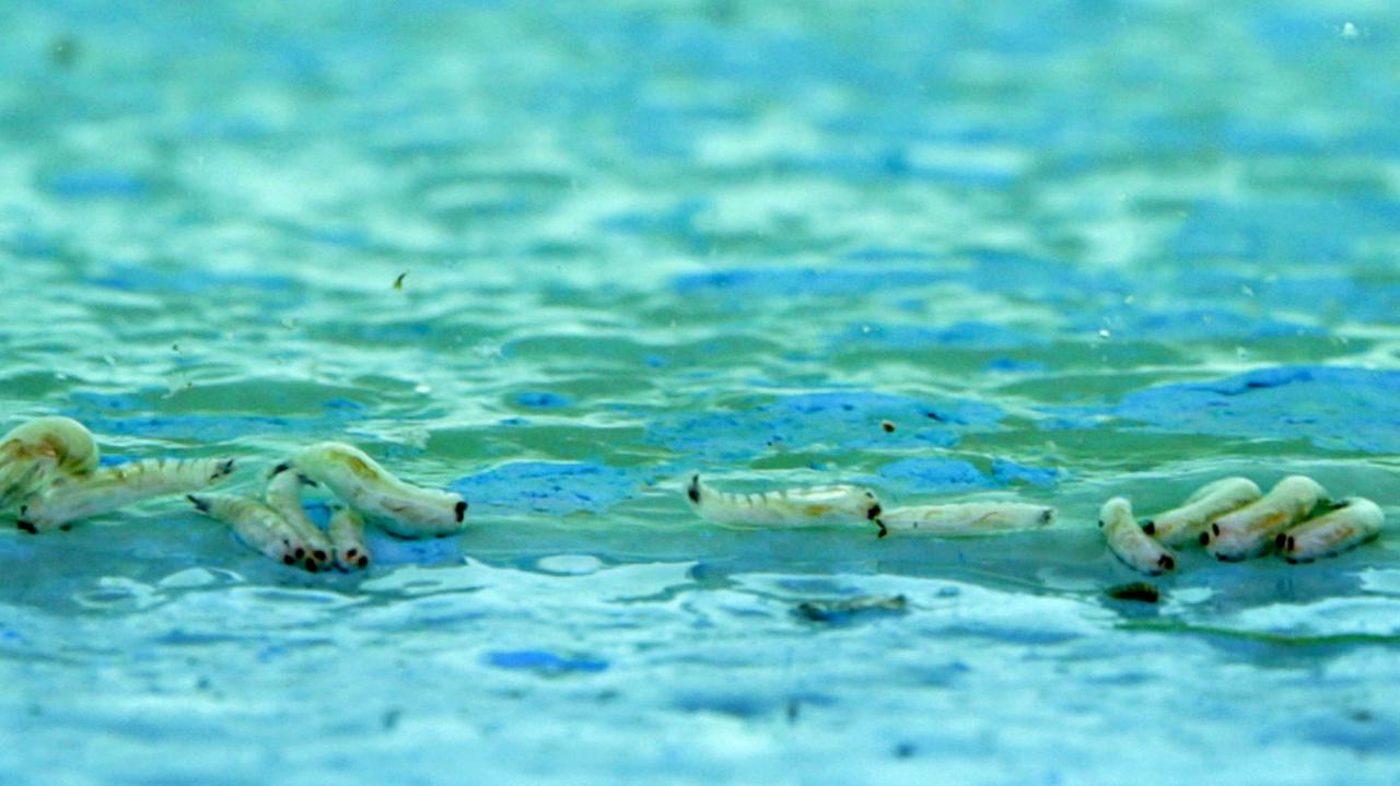 Maggots in Bilgola ocean pool. Picture: Manly Daily