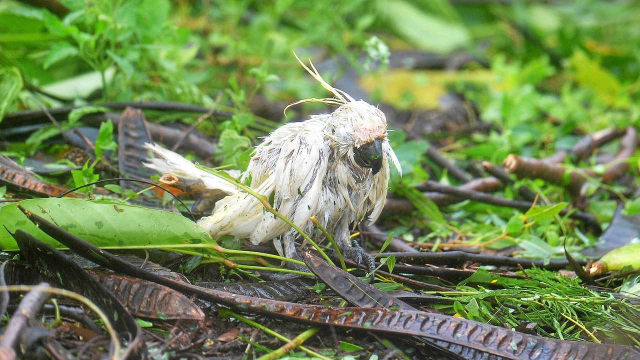 Best Photographs of 2017 - Alix Sweeney. Battered and broken, a cockatoo stripped of feathers stands amongst the snap branches in Airlie Beach during Cyclone Debbie. Picture: Alix Sweeney