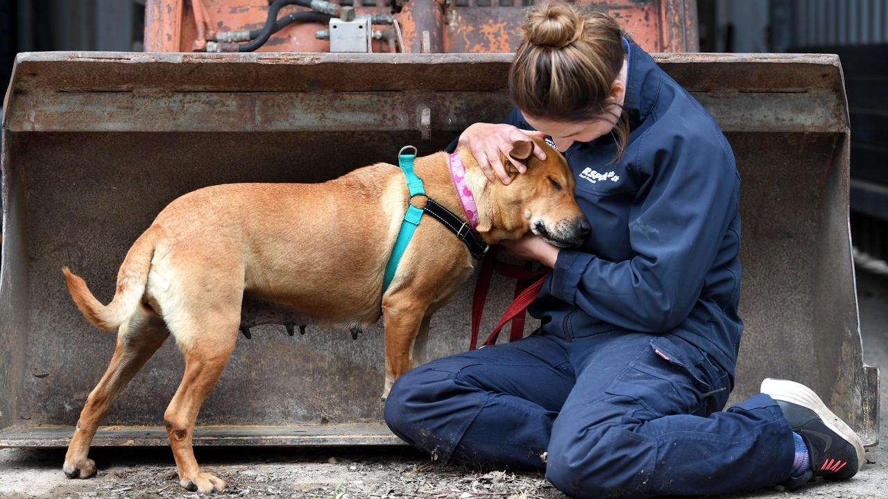 SUNDAY MAIL/RSPCA PICTURE SPREAD. RSPCA, Lonsdale. Available for adoption - Allie. RSPCA Dog Team Leader Irana Storoszczuk pictured with Allie who is a 5yr old Staffy X. Picture: Tricia Watkinson BIO: IÍm a ïConstant CompanionÍ. Looking for an emotionally secure, mutually satisfying, low maintenance relationship? I am all you need. Let me sit at your feet, walk by your side, and IÍll be your devoted companion forever.MY IDEAL HOME: Hi there, my name is Allie. IÍm a sweet older lady looking for a new family to call my own. I would love a family who will let me be inside with them so I can keep toasty and warm especially in the colder months. I will need a patient and understanding home where my new family will go slow with me so I can settle in and blossom into the beautiful old lady I am. I will needed to be provided with daily enrichment to keep my mind active, I also wouldnÍt mind going for a daily walk to take in all the outside world sniffs!MY ENERGY LEVEL: Low-MediumMY SUITABILITY TO CATS & DOGS: I have met some other dogs while I have been at the shelter, and tend to do my own thing but if you have a social MALE dog at home please speak to my shelter parents about arranging a meet and greet. If you have a cat at home please ask about the best way to introduce us.I am desexed, microchipped, vaccinated, and up to date with parasite prevention. I have lots of love to give, please come and meet me as soon as you can.