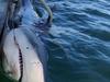 Why monster bull sharks are in Syd Harbour