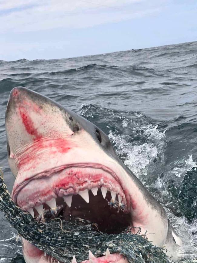 Fishermen last week reported Great White Sharks swimming up to their boat in the same part of the ocean where a man went missing on Sunday. Picture: Facebook