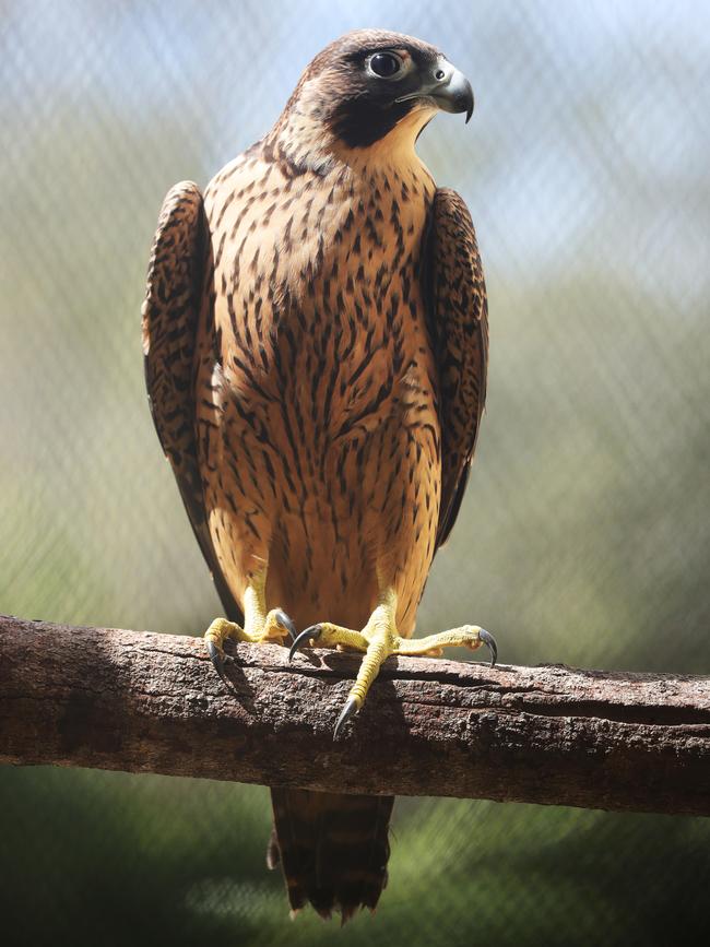 Peregrine falcon in rehab. Picture Glenn Hampson