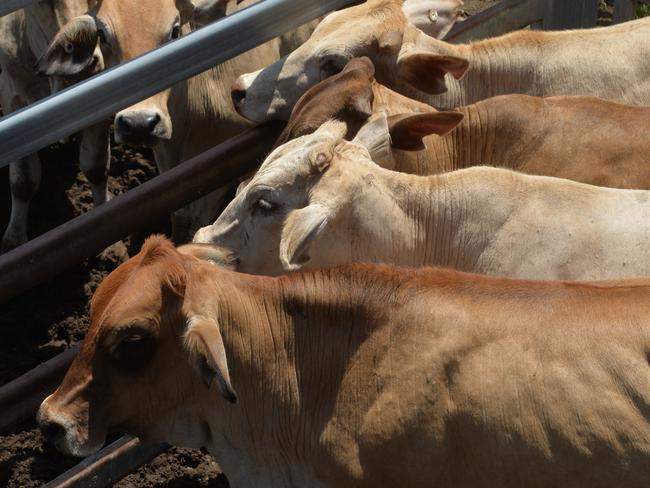 At the first Sarina cattle sale of year 275 head of cattle were put up for auction to a bidding gallery of more than 100 people, on Tuesday February 4 2020. Photo: Zizi Averill. Cow, heifer, steer, generic.