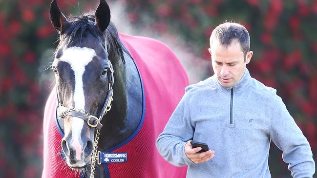 Yucatan cools down after his workout at Werribee. Picture: Getty Images