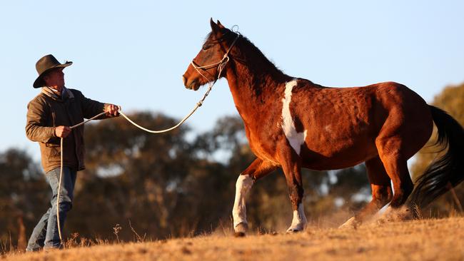 Greg Powell: “I don’t believe in mustering ­horses into yards and then shooting them.”