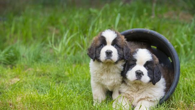 St Bernard puppies on their farm at Mt William near Lancefield in Victoria. Picture: Zoe Phillips