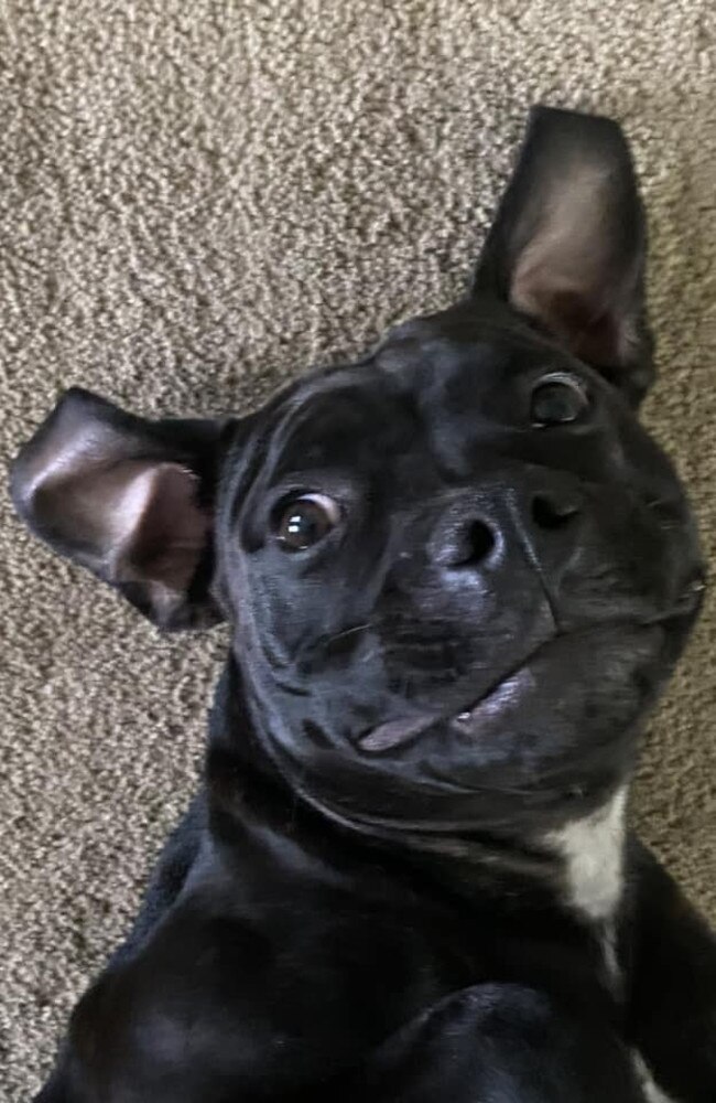 Wynstan: Cassie Gunkel's 6 month old Staffy