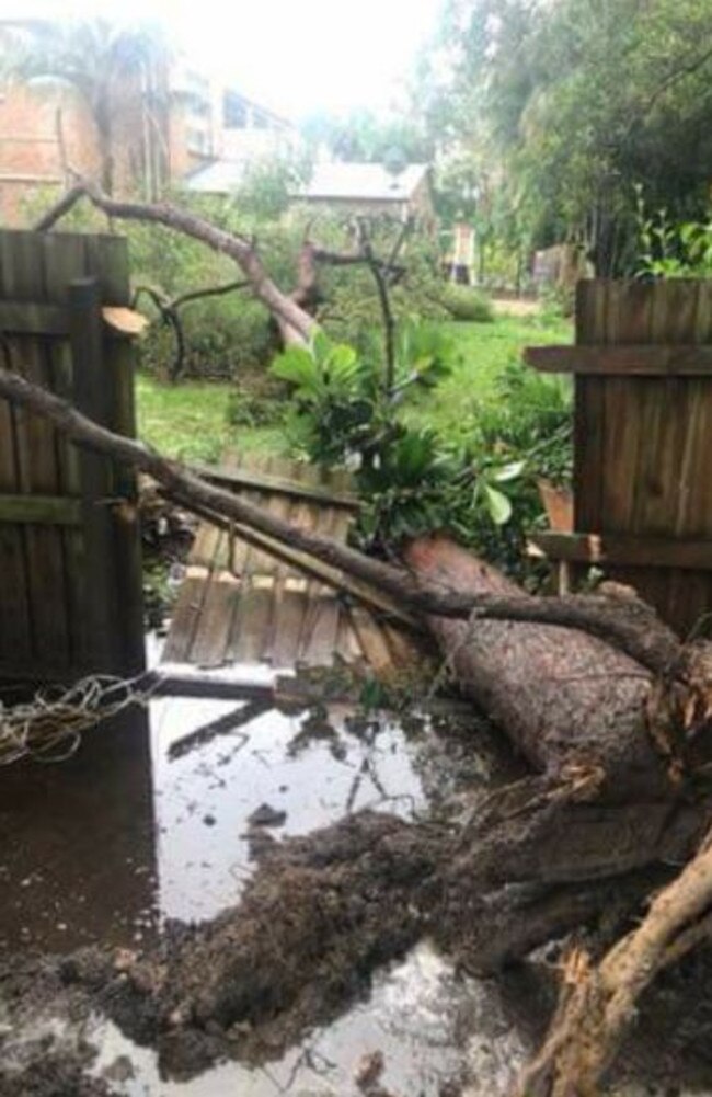 A tree uprooted on a Chandler property following torrential rain. Picture: Toni McCarthy