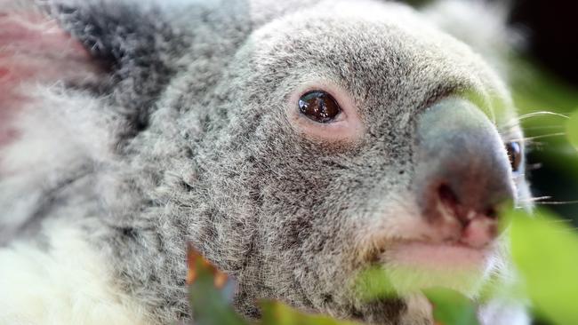 Gold Coast Bulletin only Please check with Picture Editor before use.DreamworldÕs koala breeding program announcement today. Photo of a koala.Photo by Richard Gosling