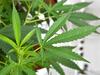 Corio man turns murder house into weed operation