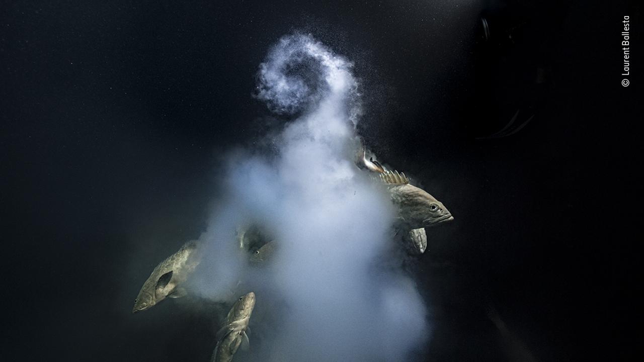 Laurent Ballesta captured the frame while underwater. Picture: Laurent Ballesta/Wildlife Photographer of the Year