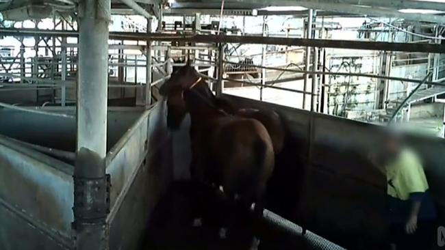 The ABC’s 730 Report shone a light on the slaughter of racehorses at a Caboolture abattoir.