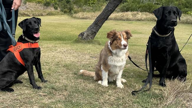 Cola, Benny and Jack the fire ant sniffer dogs for the National Fire Ant Eradication Program. Picture: Ashleigh Jansen