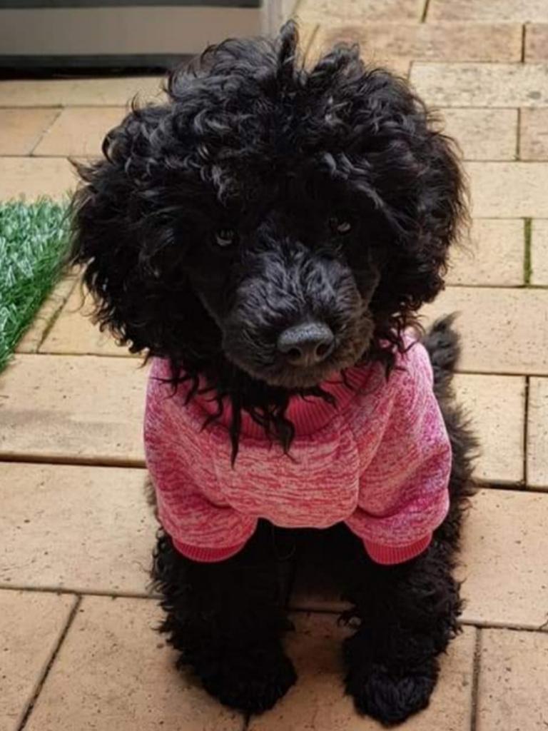 Josie first time wearing a coat. Picture: Cathy Hodgkinson