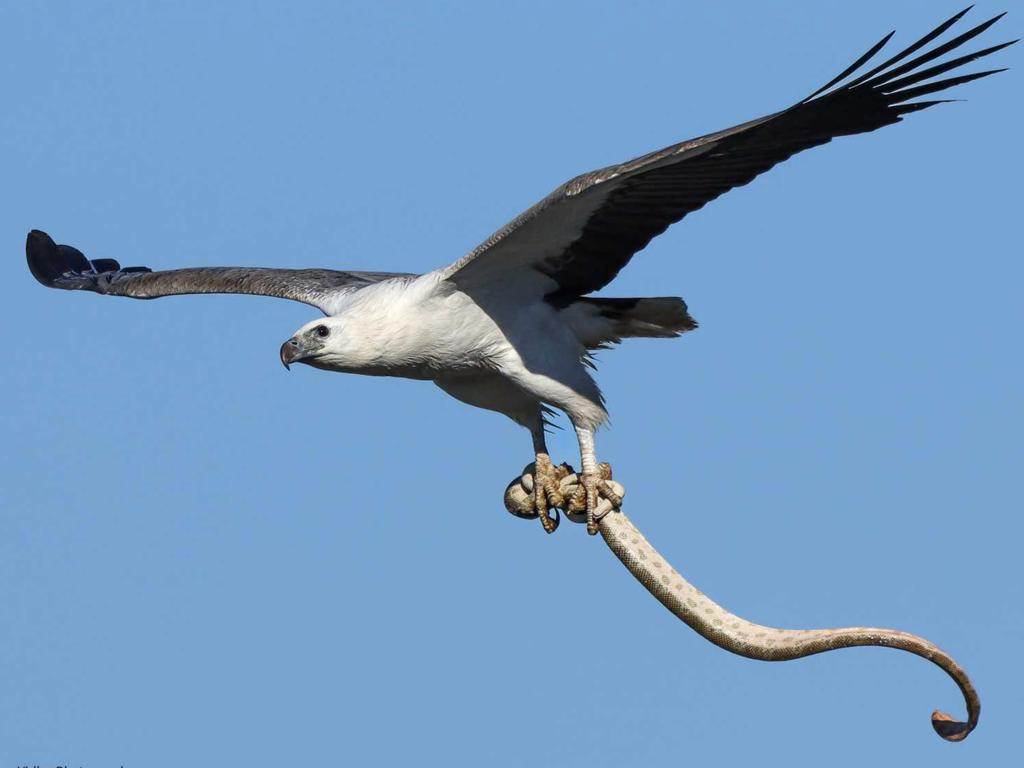 It was a once in a lifetime moment for Sunshine Coast photographer. Picture: Glen Vidler