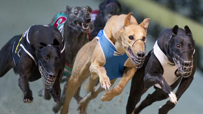 wentworth park dogs tonight