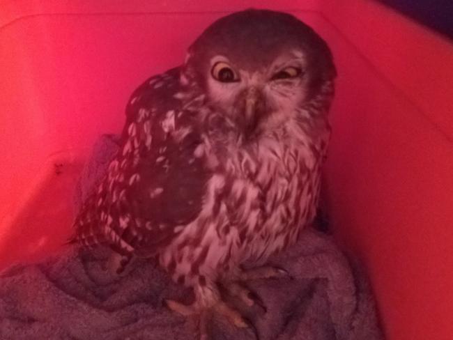 The barking owl with a life-threatening infection when she first came into care. Picture: Deborah Carter