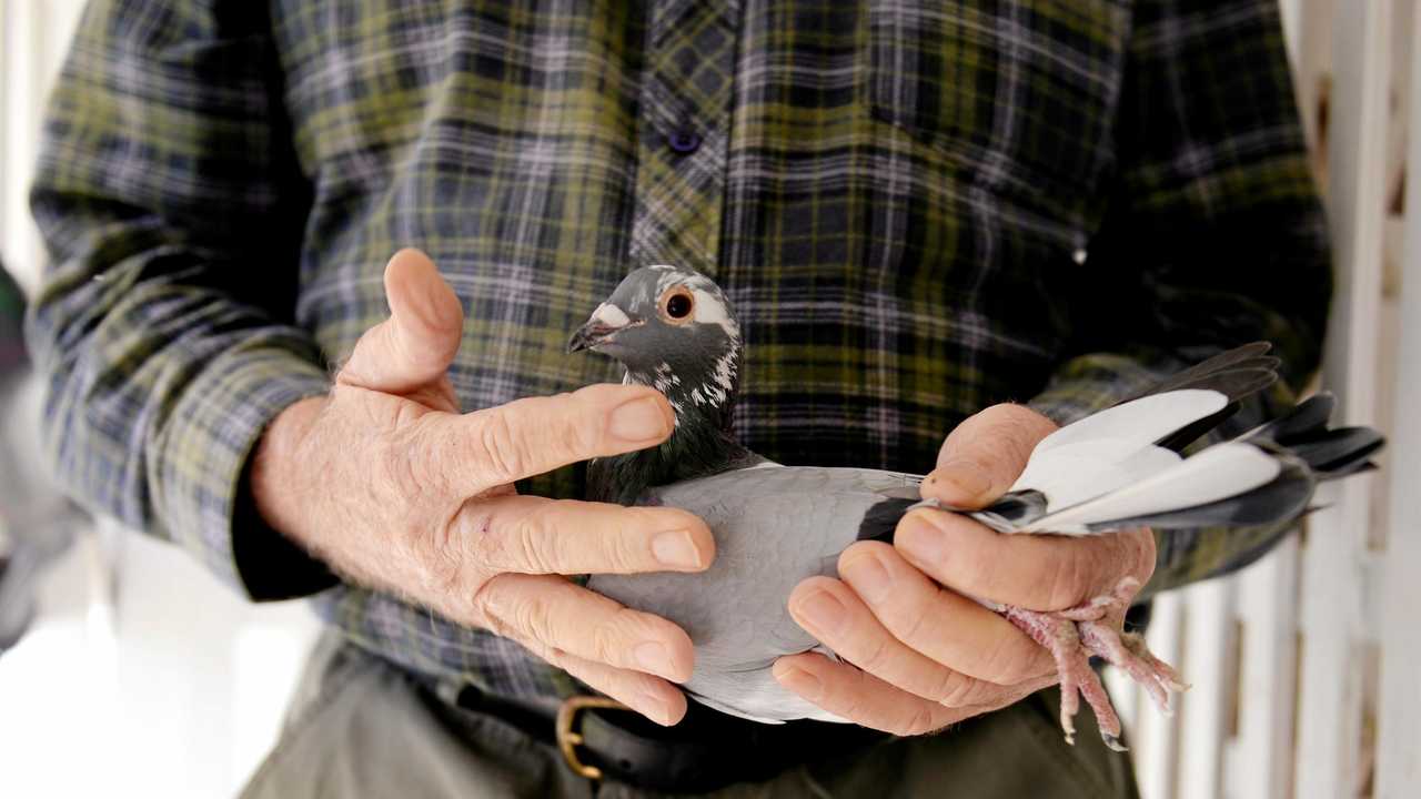 Mackay Pigeon Racing Club | The Courier Mail