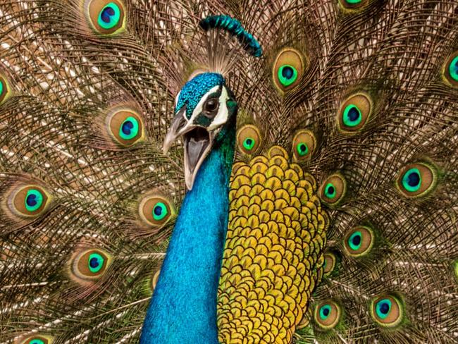 Image Name: The Majestic Dance Photographer Name: Satvik Bhatt Year: 2017 Image Description: This picture was taken in the forest area of Jaipur, Rajasthan (India). Rajasthan has a huge population of the National Bird and they are found in most areas (both urban and rural). This picture was taken during rain season, in which it's a common sight to see the Peacocks dancing. Series Name: Series Description: Copyright: © Satvik Bhatt, India, Entry, Open, Wildlife, 2017 Sony World Photography Awards