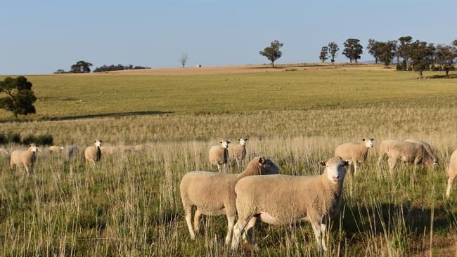 Isabele Roberts uses feedback from abattoirs to feed into the genetics operation.