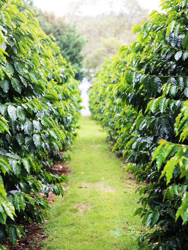 In between the coffee trees. Picture: supplied