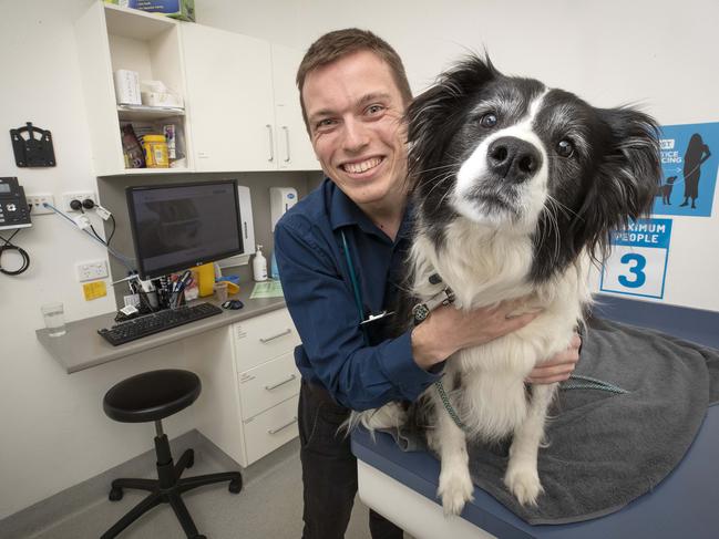 Veterinarian Dr Henry Sealy with Tess at North Hobart Veterinary Hospital. Picture: Chris Kidd