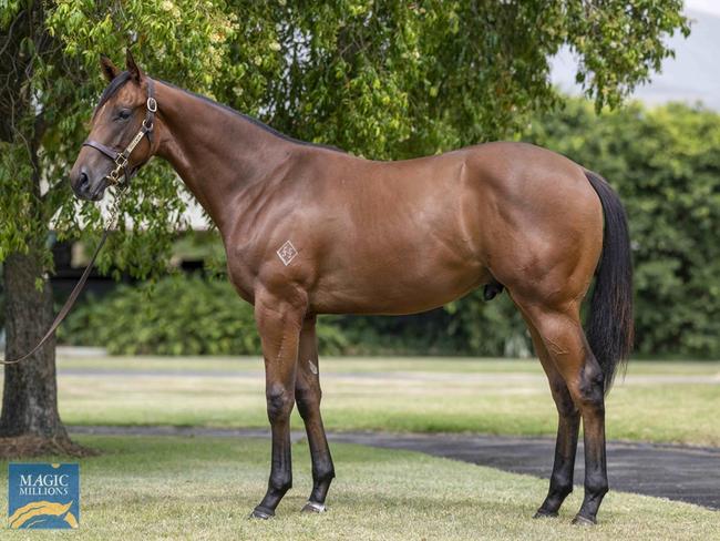 Vianarra, the horse part-owned by Anita Frawley, who was sold for $105,000 at the 2023 Gold Coast Magic Millions Yearling Sale.