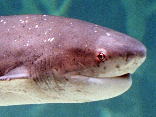 A large sevengill shark at Melbourne’s Aquarium. Picture: File