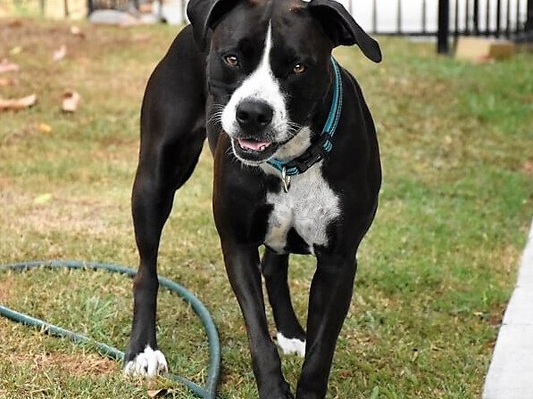 A tough start hasn't stopped Toofy from being able to run thanks to her prosthesis.