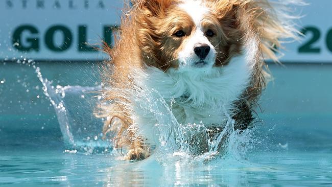 Dogs including "Jasper" compete in the Dockdogs Nationals at the Gold Coast Pet Expo at Varsity Lakes. Pic: Adam Head