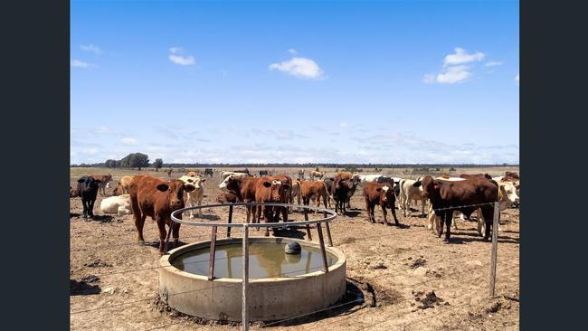 7000+ acre grazing opportunity to auction near Dalby