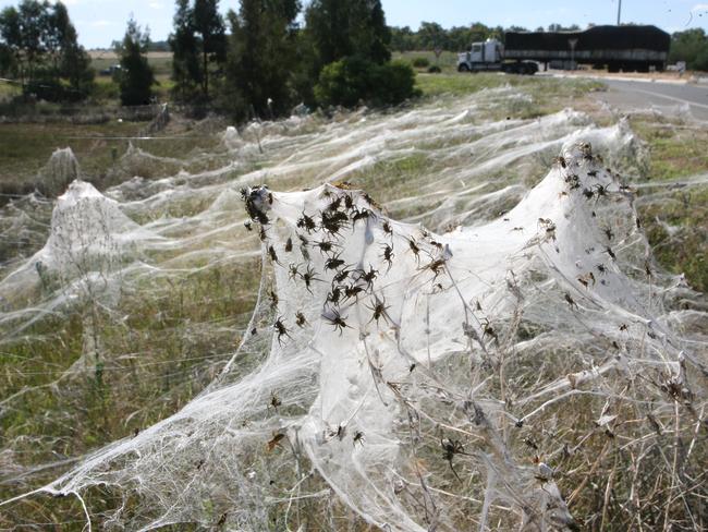 Spider Invasion Leaves Australian Region Covered in Silk Web - Nerdist