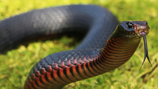 A red belly black snake coiled up in a Gracemere house as the overgrown block next door houses snakes and rodents. FILE PHOTO