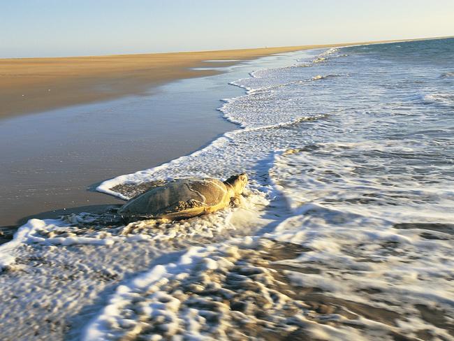 The beautiful Sea Turtles are an icon of the Territory. Picture: Tourism NT.