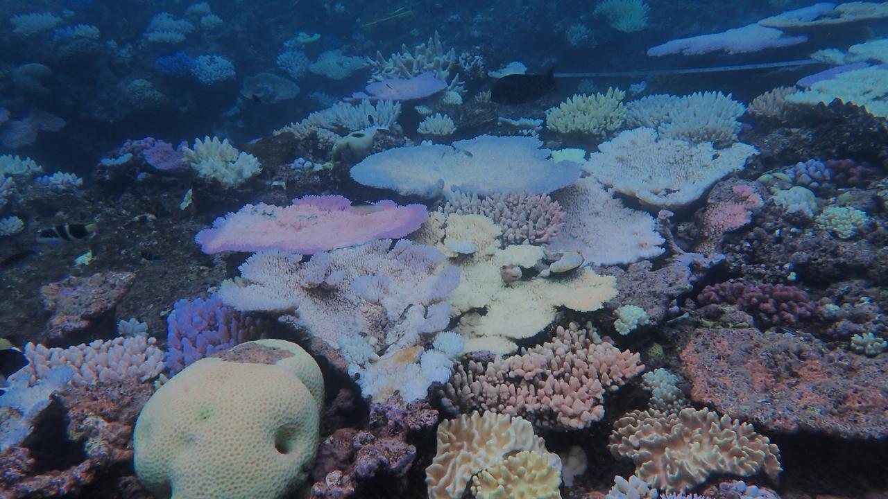 New Report Reveals Dire Outlook For World S Coral Reefs Herald Sun   20b36ad5be07edfc0a7993f47501c207