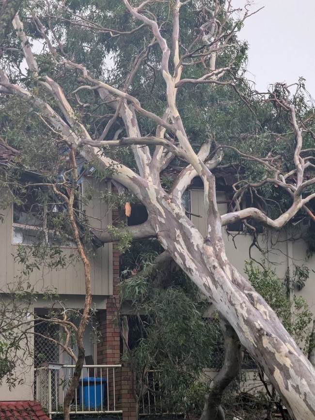 Currumbin suburb cops a battering - this tree has collapsed onto accommodation