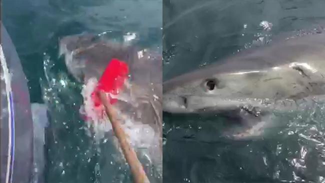 Man fights of great white shark with garden broom