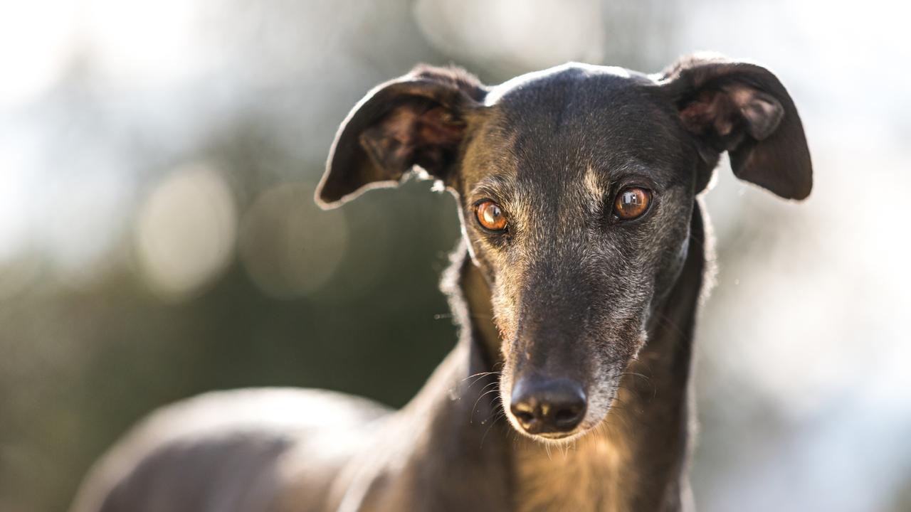 Betty the greyhound had two large gaping lacerations high up on her right chest wall and needed surgery. File picture: iStock