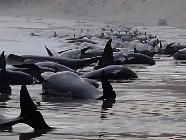 STRAHAN, AUSTRALIA - SEPTEMBER 21: In this handout image provided by Huon Aquaculture, whales are seen beached along the shoreline on September 21, 2022 in Strahan, Australia. Hundreds of whales pilot have become stranded at Macquarie Harbour on Tasmania's west coast in a mass stranding event. (Photo by Huon Aquaculture via Getty Images)