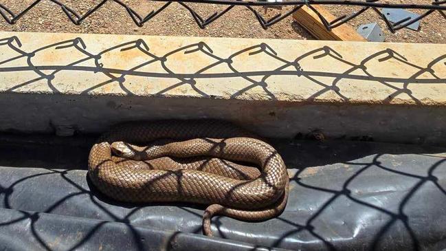 Another snake found in Salisbury. Picture: Snake Catchers Adelaide