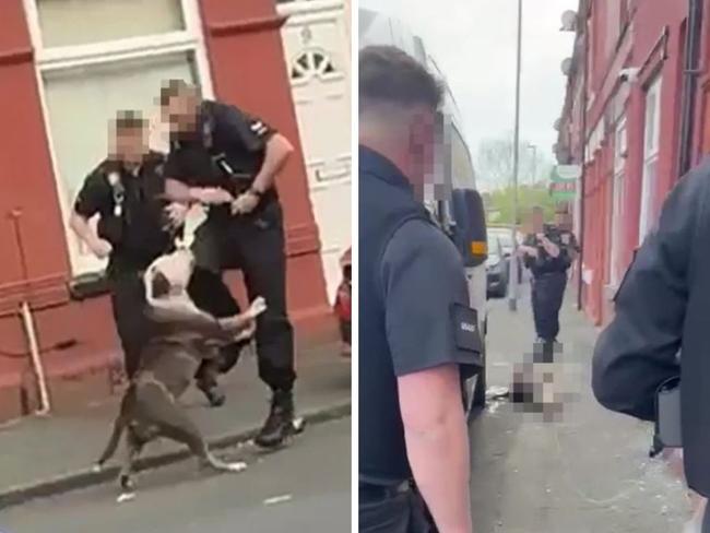 The dog was tasered by cops and later died at the scene. Picture: Supplied