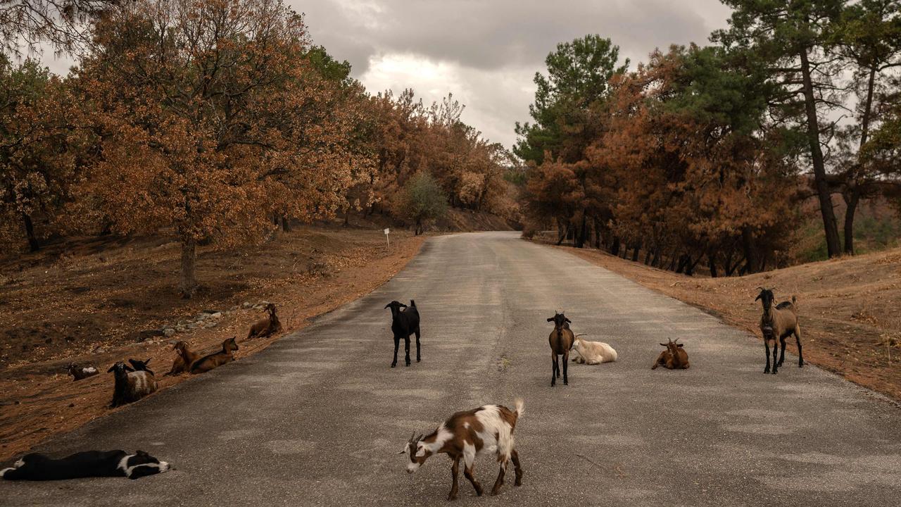 Goats roam on an open road after surviving a forest fire in Evros, Greece. Picture: Angelos Tzortzinis/AFP