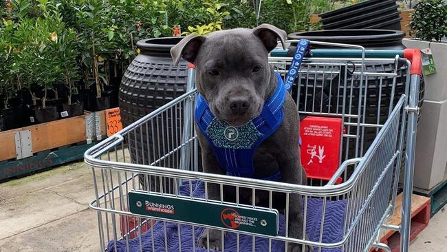 Stamford the staffy loves to visit his local Bunnings.