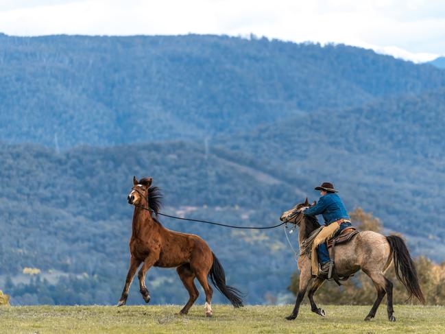 Clay Baird and his brother Lin have lived and worked in the Bogong High Plains all their lives. Picture: Jason Edwards