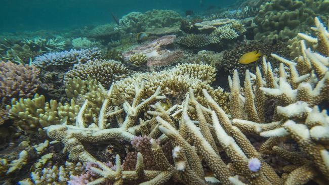 Great Barrier Reef Taskforce estimates $8.2 billion to fix problems