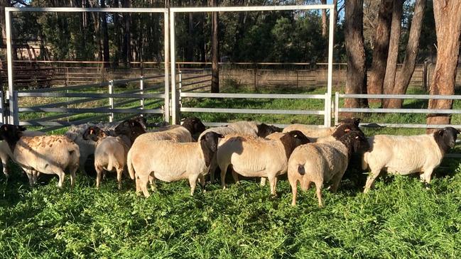 Stolen sheep Picture: NSW Rural Crime Prevention Team