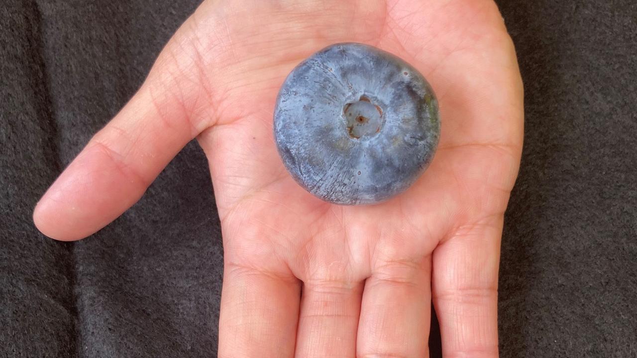 Guinness World Record blueberry from Corindi, weighing in at a whopping 20.40g and measuring 39.31 millimetres, it outgrew the previous world record of a 16.20g berry grown in Western Australia in 2020.