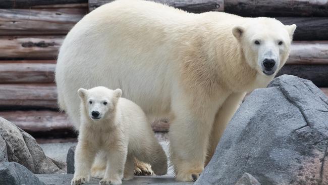 Mishka when she was five-months old with mother Liya. 