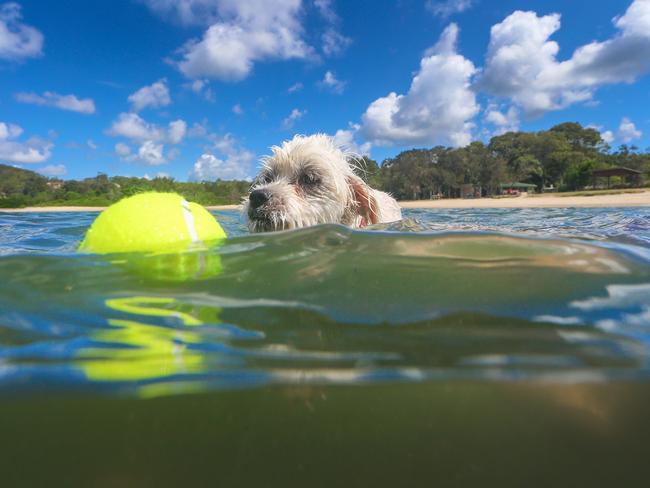 Pets keeping cool in Queensland. Picture: Nigel Hallett